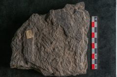 Foto (Detailansicht) von Plantae indet.  (NHMW-GEO-2024-0188-11526)